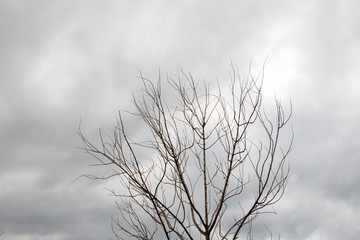 branch of treetop and sky ,cloud background with treetop
