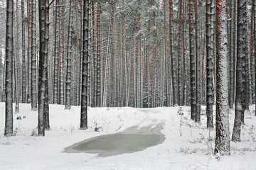 Fototapeta premium Coniferous forest during a snowfall. Spruce and pine in the snow. There is wet snow. On the road puddles. Outdoors in the woods. Seasons - winter. Wallpaper, illustration, calendar