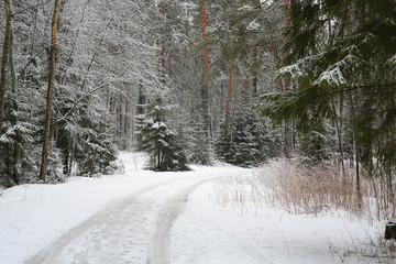 Coniferous forest during a snowfall. Spruce and pine in the snow. There is wet snow. The road leads deep into the forest. Outdoors in the woods. Seasons - winter. Wallpaper, illustration, calendar