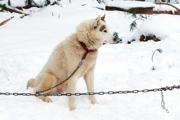 Husky red sled tied on chain harness. Siberian dogs Haskies driven sleigh people in the North. Animals active dog sports at work in the winter. 