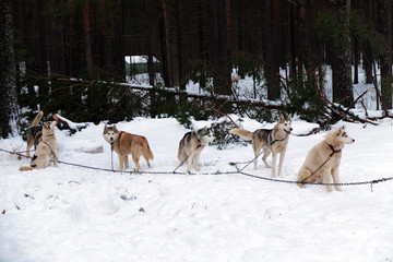 Working Husky sled the team tied on a chain harness. Siberian dogs driven sleigh people in the North. Animals active dog sports at work in the winter. 