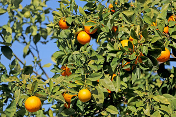 ripe tangerines on a tree against the sky