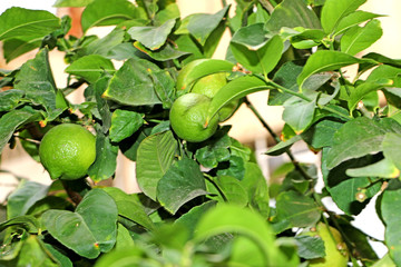 Green lemons on the tree, the fruit lemons