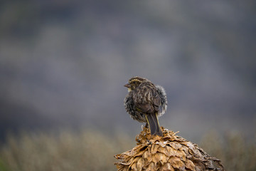 Strichelgirlitz (Serinus striolatus) auf einer Lobelie in 3.900 m Höhe am Kilimanjaro, Tansania, Afrika