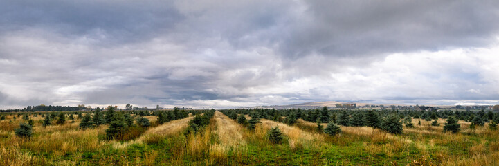 Fototapeta na wymiar Pine tree farm panorama