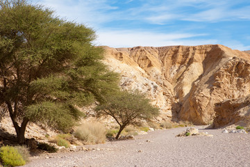 Fototapeta na wymiar Acacia Trees at the entrance of Red Canyon, Israel
