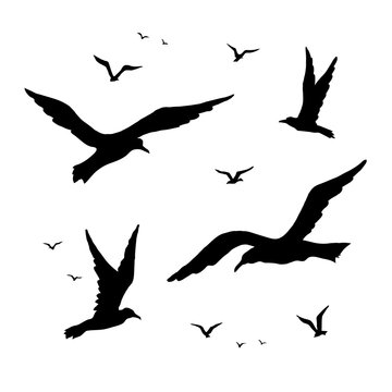 Seagulls vector silhouette set drawing by hand