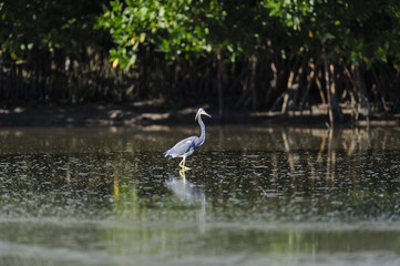 Tricolored Heron tide pool