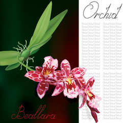 Orchid flowers Beallara of pseudobulb and leaves with text. Vector illustration