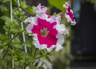 beautiful petunia flowers