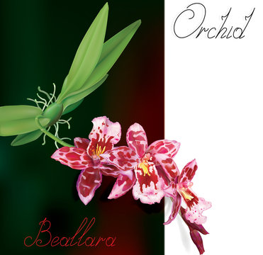 Orchid Flowers Beallara Of Pseudobulb And Leaves With Text. Vector Illustration