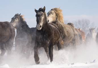 Obraz na płótnie Canvas 雪原を走る馬の集団