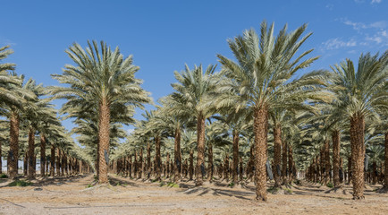 Fototapeta na wymiar Plantation of date palms