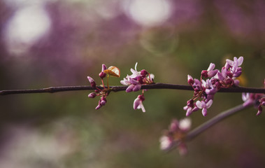 Branch of blossoming tree. Spring flowers