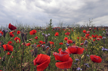 field flowers