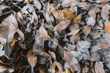 closed-up image,dead leaves on the lawn ideal for background and textures