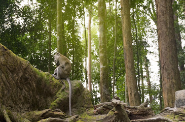 Long tail monkey seating on buttress root surrounded by green forest and sunlight effect