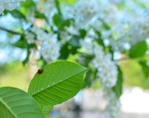 Spring blossoming tree and ladybug on the green leaf