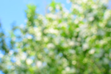 Blurred trees, spring bokeh background with copy space