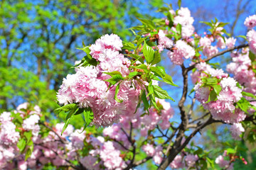 Cherry tree, sakura blooms in soft background of green branches and sky, early spring pink flowers