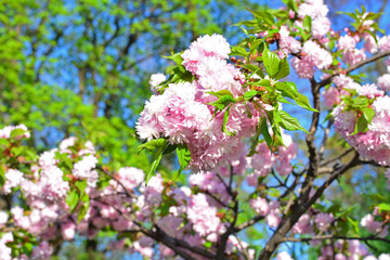 Cherry tree, sakura blooms in soft background of green branches and sky, early spring pink flowers