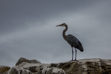 Heron