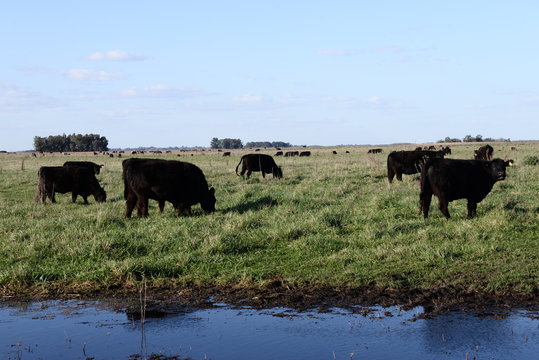 Ganado Angus en Bragado, buenos aires, Argentina