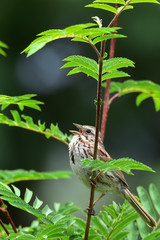 Song sparrow singing in the garden