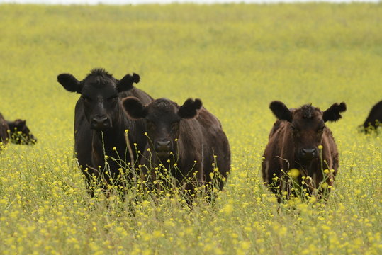 Ganado Angus en Bragado, buenos aires, Argentina