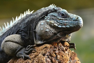 The blue iguana (Cyclura lewisi), also known as the Grand Cayman iguana, Grand Cayman blue iguana or Cayman Island blue iguana