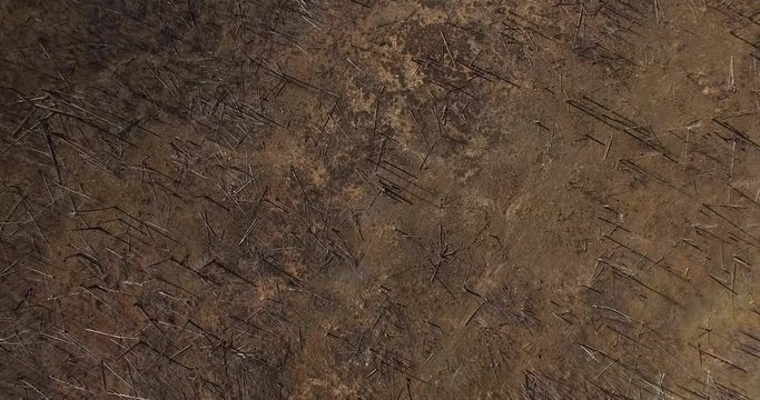 Cinema 4k down facing, spinning aerial above a dead forest, near Grand canyon north rim, in Arizona, united states of america