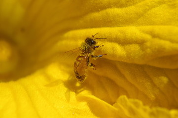 花粉を運ぶミツバチ（カボチャ）