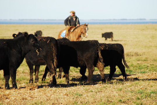 Ganado Angus en Bragado, buenos aires, Argentina
