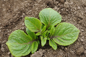 ジャガイモの芽生え