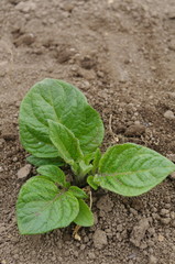 ジャガイモの芽生え