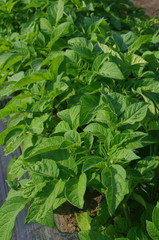 ジャガイモの葉