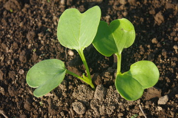ダイコンの発芽