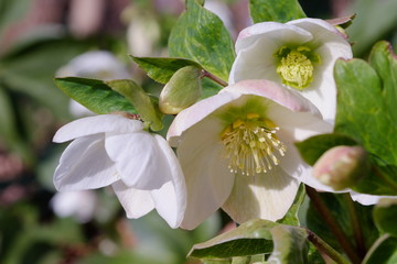 Hellebore flowers