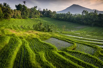 Schilderijen op glas Bali rijstvelden. Bali staat bekend om zijn prachtige en dramatische rijstterrassen. De grafische lijnen en groene groene velden zijn een lust voor het oog. Sommige velden zijn honderden jaren oud. © LoweStock