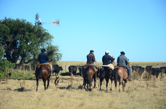 Ganado Angus en Bragado, buenos aires, Argentina