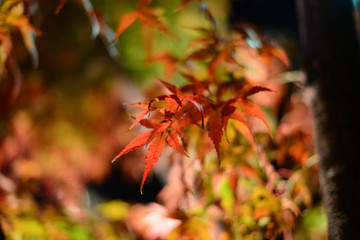 Autumn leaves