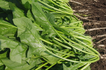 採りたての新鮮なホウレンソウ
