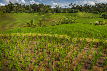 Bali Rice Fields. Bali is known for its beautiful and dramatic rice terraces. The graphic lines and verdant green fields are a vision to behold. Some of the fields are hundreds of years old. 