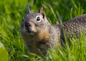 Close look of a squirrel, seen in the wild