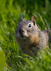 Close look of a squirrel, seen in the wild