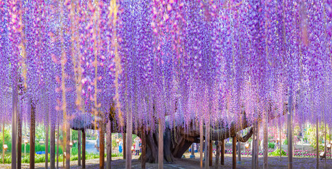 Beauty rooted in the large wisteria trellis , 150 year old wisteria - obrazy, fototapety, plakaty