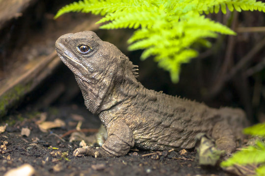 Tuatara native new zealand reptile