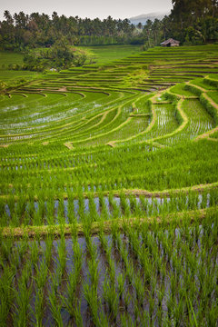 Bali Rice Fields. Bali is known for its beautiful and dramatic rice terraces. The graphic lines and verdant green fields are a vision to behold. Some of the fields are hundreds of years old. 