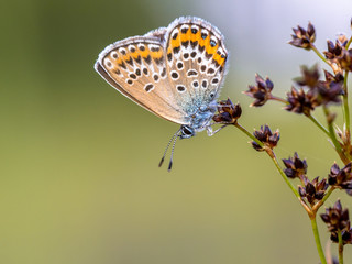 Fototapeta na wymiar Female silver studded blue butterfly resting and sleeping on rus