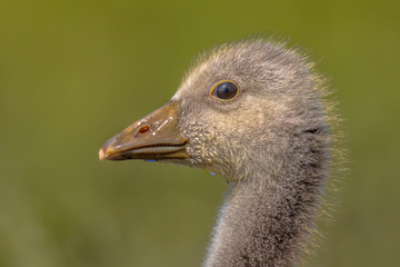 Cute Head of Greylag goose